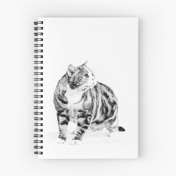 Aperçu de l'œuvre American Shorthair I créée et vendue par HiddenRockRanch.