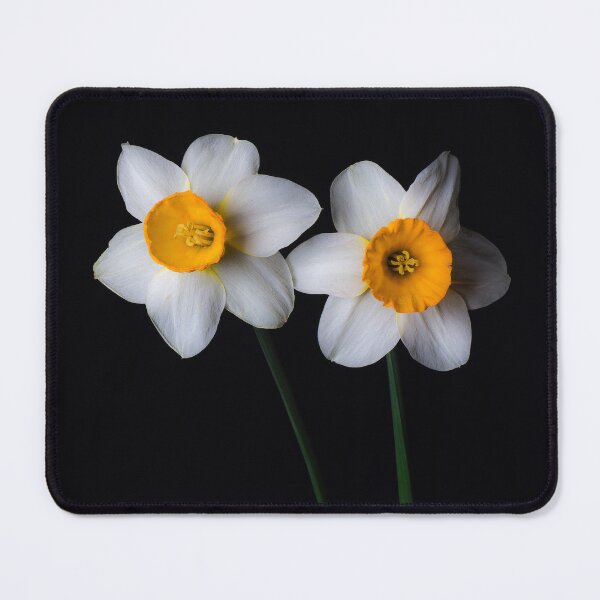 Item preview, White and yellow Daffodils 23 designed and sold by PHILIP CHALK.