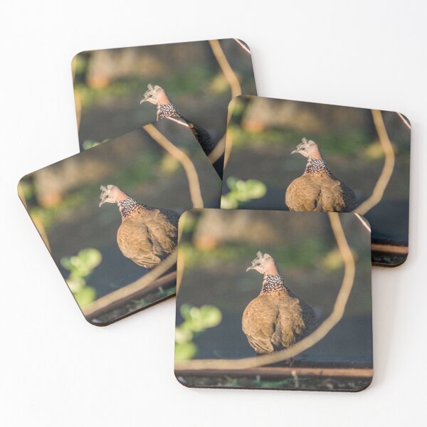 Item preview, Spotted dove designed and sold by KensLensDesigns.