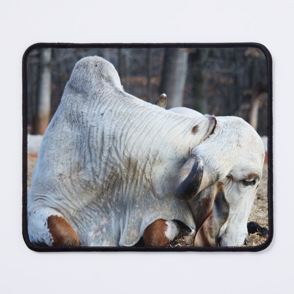 Item preview, Brahma Bull Resting designed and sold by Cynthia48.