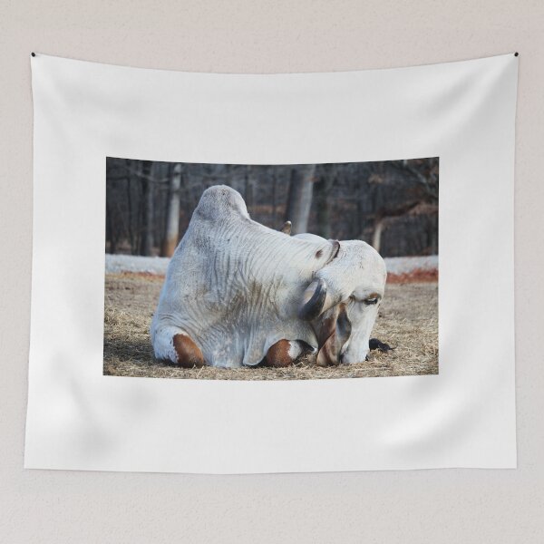Item preview, Brahma Bull Resting designed and sold by Cynthia48.