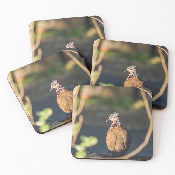 Item preview, Spotted dove in hawaii designed and sold by KensLensDesigns.