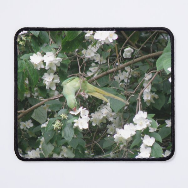 Item preview, Green Parakeet Eating Pretty Flowers designed and sold by naturegallery.