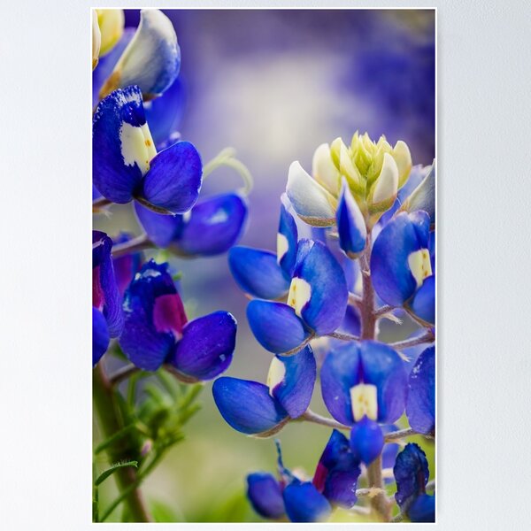 Aperçu de l'œuvre Bluebonnets créée et vendue par Colin Bester.