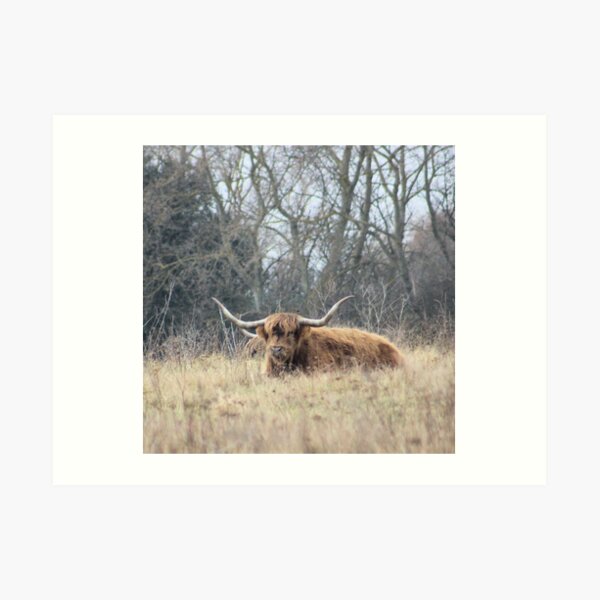 Highland Cattle Art Print