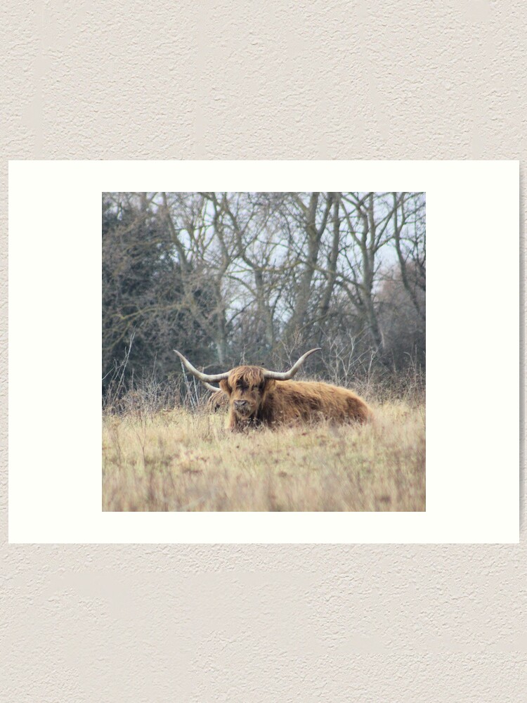 Alternate view of Highland Cattle Art Print