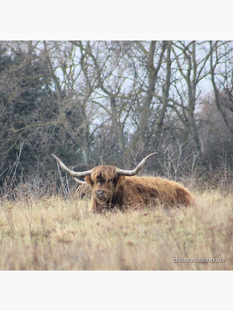 Highland Cattle by chihuahuashower