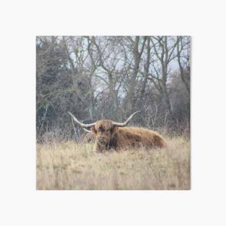 Highland Cattle Art Board Print