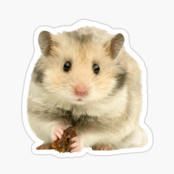 Item preview, Hamster designed and sold by Lallero93.