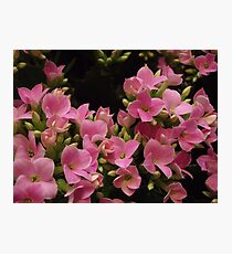 Flower Photographic Print