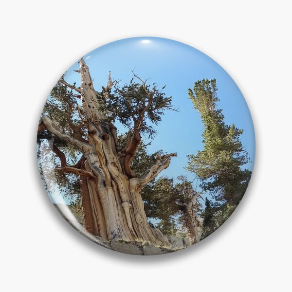 Item preview, Sierra Foxtail Pine - Mt. Whitney California designed and sold by Imthenats Photography and Art.