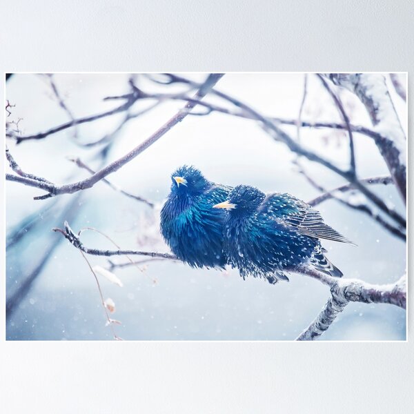 Item preview, Starlings huddled together in a snow storm designed and sold by Shauna Kenworthy.