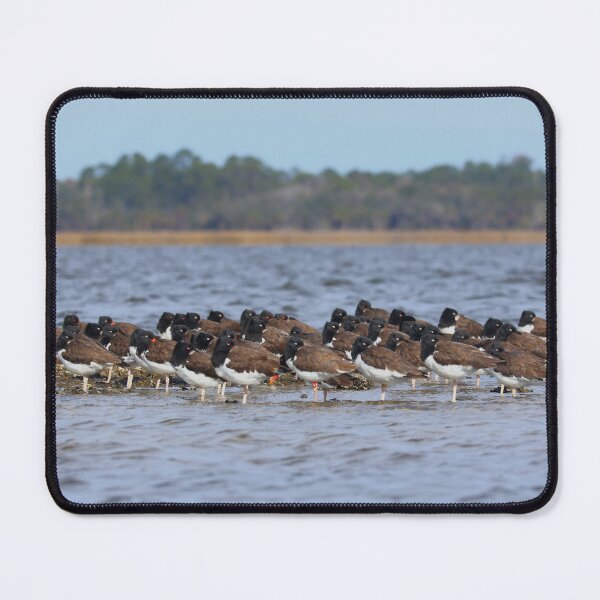 Item preview, Sleepy Oystercatchers designed and sold by zmphotography.
