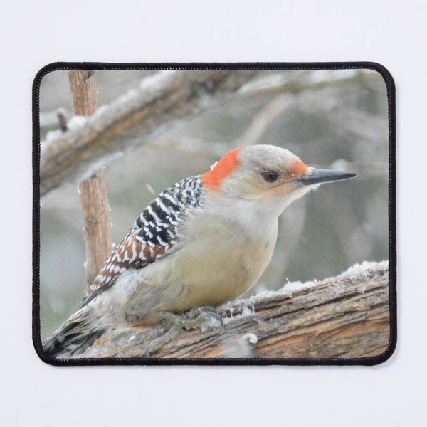 Item preview, Red Bellied Woodpecker designed and sold by lisapicklepizza.