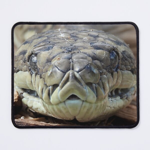 Item preview, Coastal carpet python snake face up close designed and sold by Mark Grimsley.