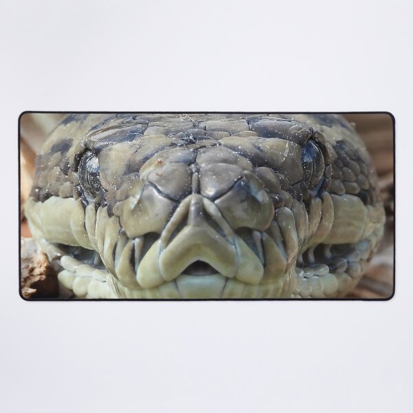 Item preview, Coastal carpet python snake face up close designed and sold by Mark Grimsley.