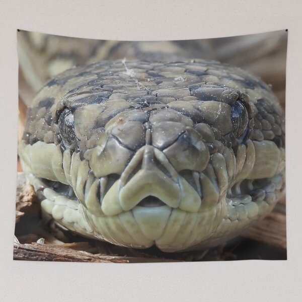 Item preview, Coastal carpet python snake face up close designed and sold by Mark Grimsley.