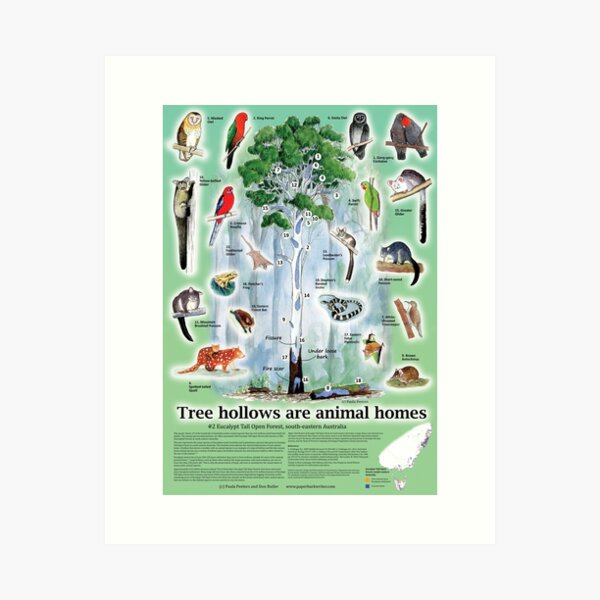Item preview, Tree hollows are animal homes #2 (detailed poster design) designed and sold by Paula Peeters.