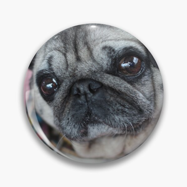 Item preview, This Pug has got some sass designed and sold by SilentlyRob668.
