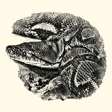 Artwork thumbnail, Python by Guardi71