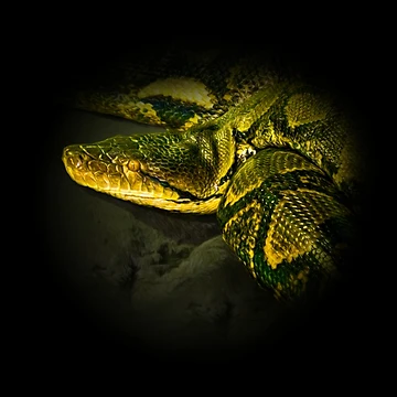 Artwork thumbnail, Python by Guardi71