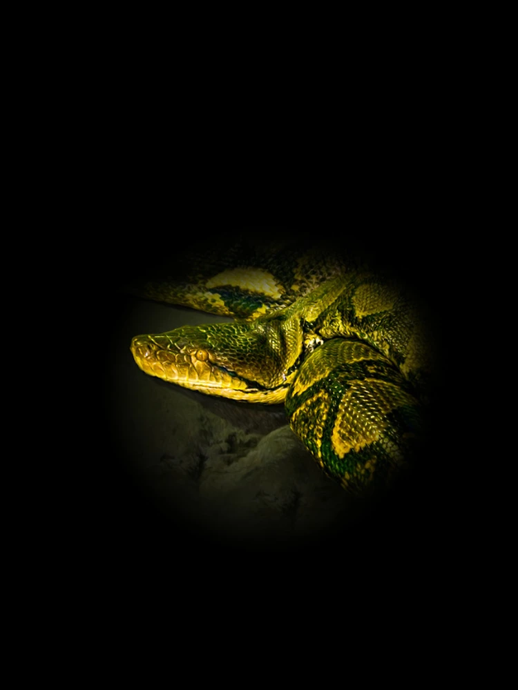 Thumbnail 4 of 4, iPhone Case, Python designed and sold by Guardi71.