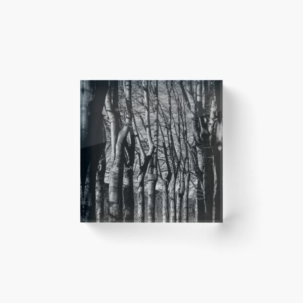 Item preview, Beautiful Beech Trees, Lede, Belgium designed and sold by Imladris01.