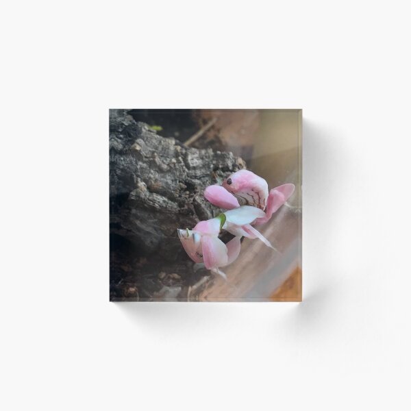 Praying Mantis - Orchid Acrylic Block