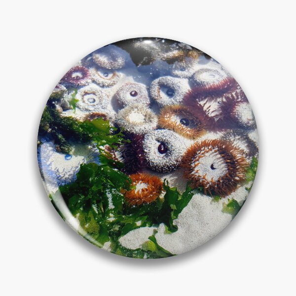 Artikelvorschau, Anemone am Strand entworfen und verkauft von Blissfully-MK.