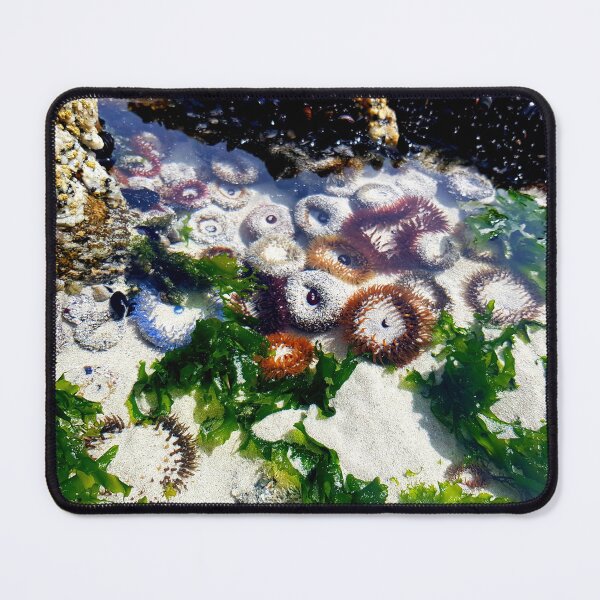 Item preview, Anemone at the beach designed and sold by Blissfully-MK.