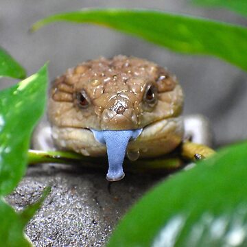 Artwork thumbnail, Blue Tongued Skink by megjayne-photos