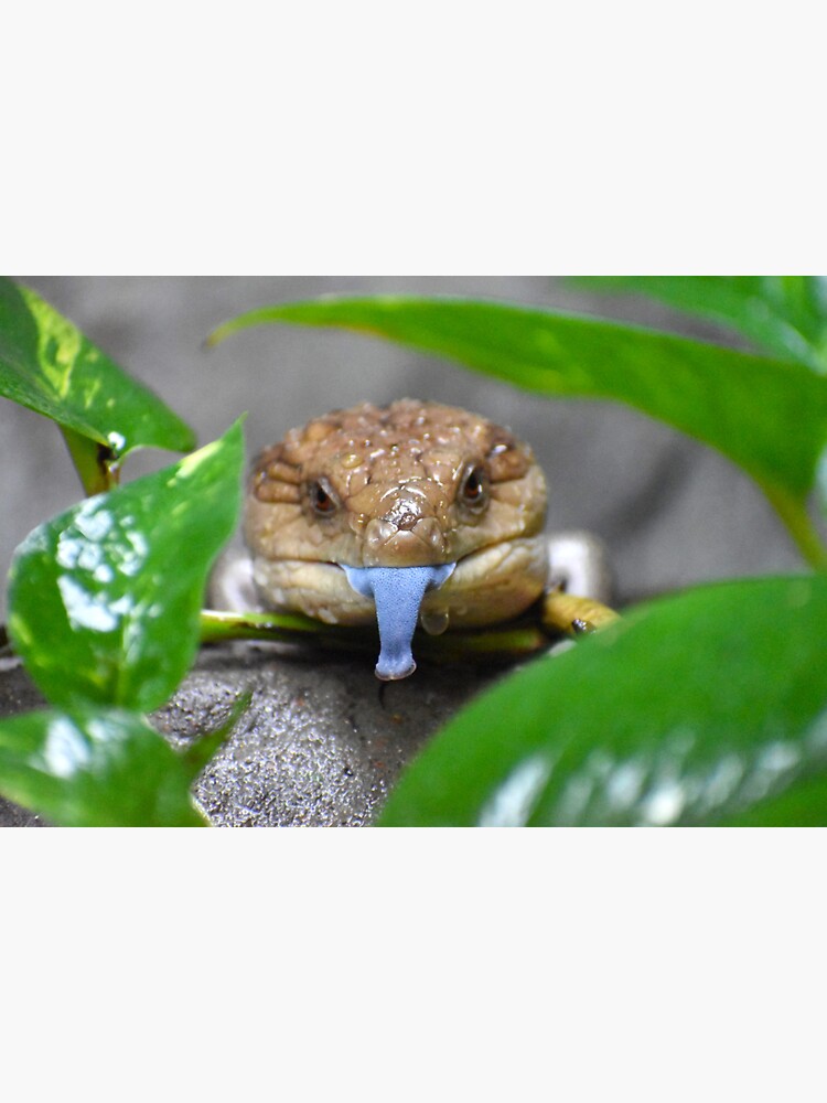 Thumbnail 3 of 3, Sticker, Blue Tongued Skink designed and sold by megjayne-photos.