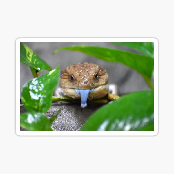 Item preview, Blue Tongued Skink designed and sold by megjayne-photos.