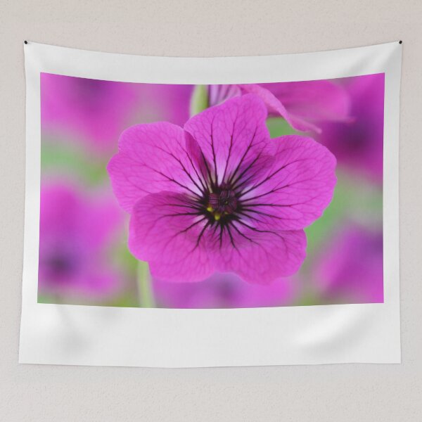 Item preview, Geranium psilostemon  AGM  Armenian cranesbill   designed and sold by Chris Burrows.