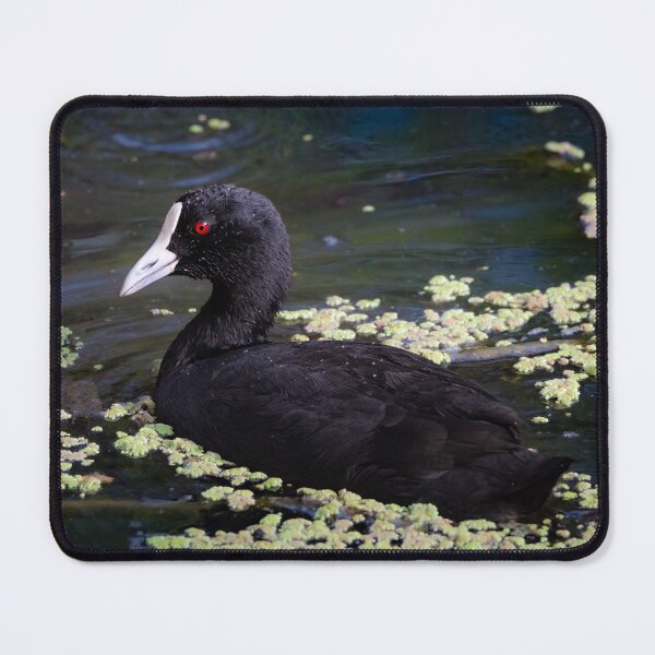 Item preview, Australian Coot with bright red eyes - bird designed and sold by Tara Smithson.