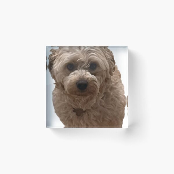 Item preview, Cute cockapoo tan brown dog puppy cocker spaniel poodle designed and sold by Ideas-BYDESiGN.