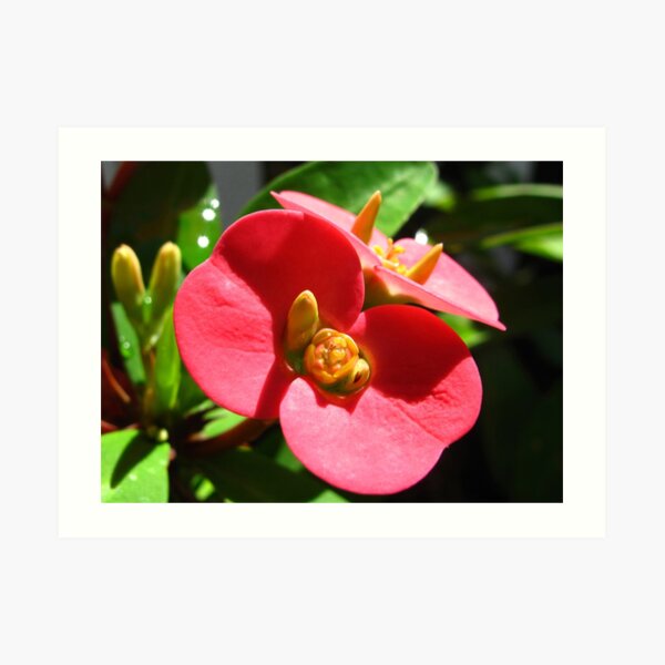 Red Flowers Art Print