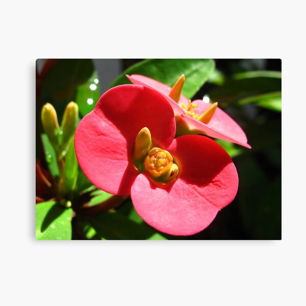 Red Flowers Canvas Print