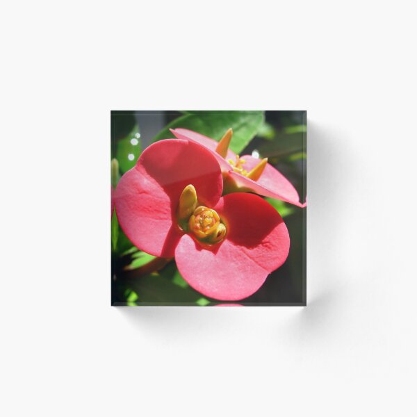 Red Flowers Acrylic Block