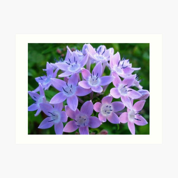 Purple Pentas Art Print