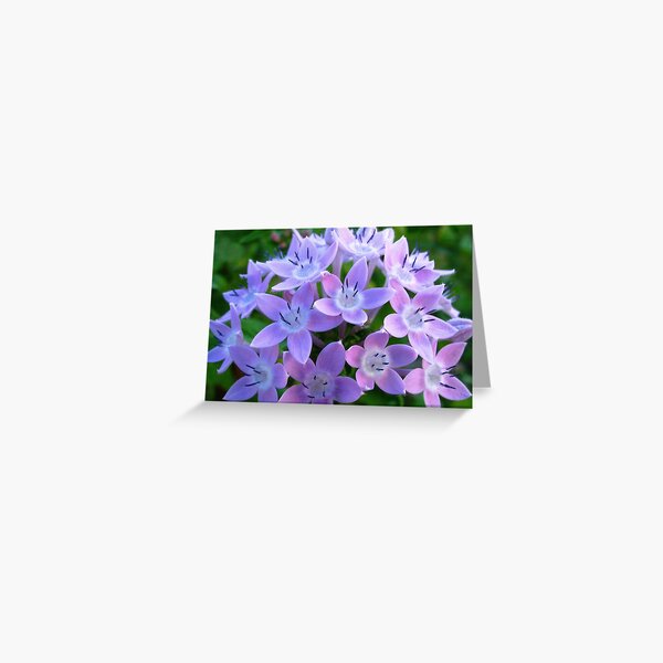 Purple Pentas Greeting Card