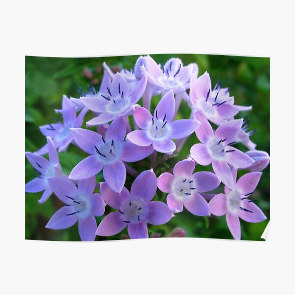 Purple Pentas Poster