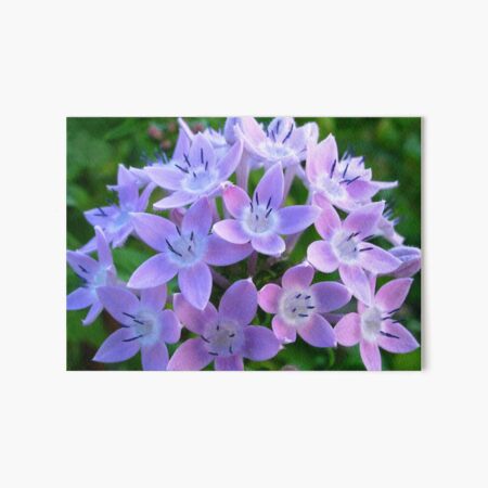 Purple Pentas Art Board Print