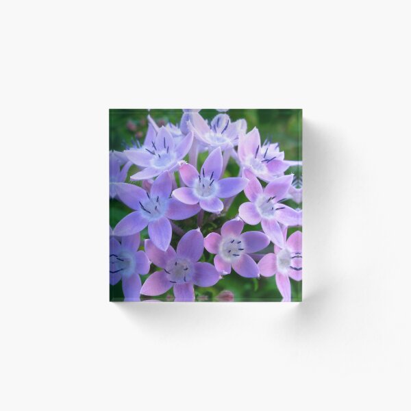 Purple Pentas Acrylic Block