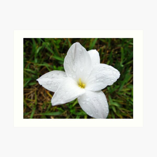 Raindrops on White Flower Art Print