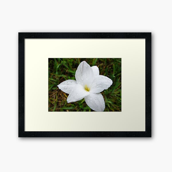 Raindrops on White Flower Framed Art Print