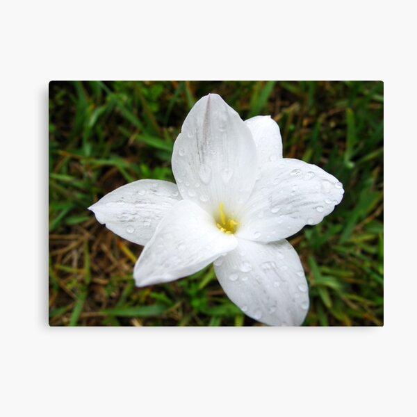 Raindrops on White Flower Canvas Print