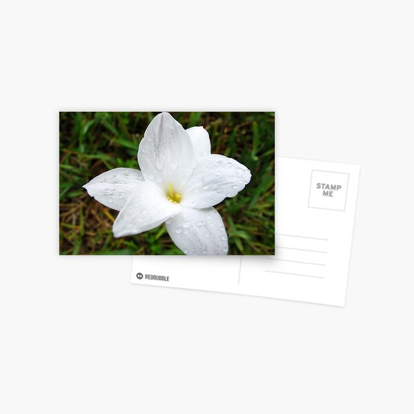 Raindrops on White Flower Postcard