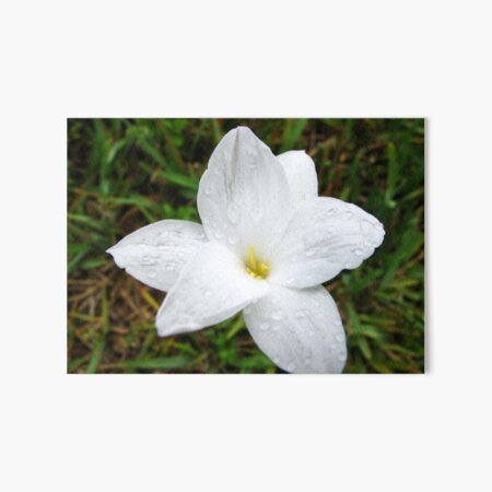 Raindrops on White Flower Art Board Print