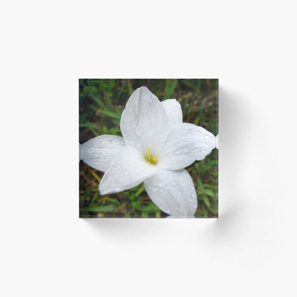 Raindrops on White Flower Acrylic Block
